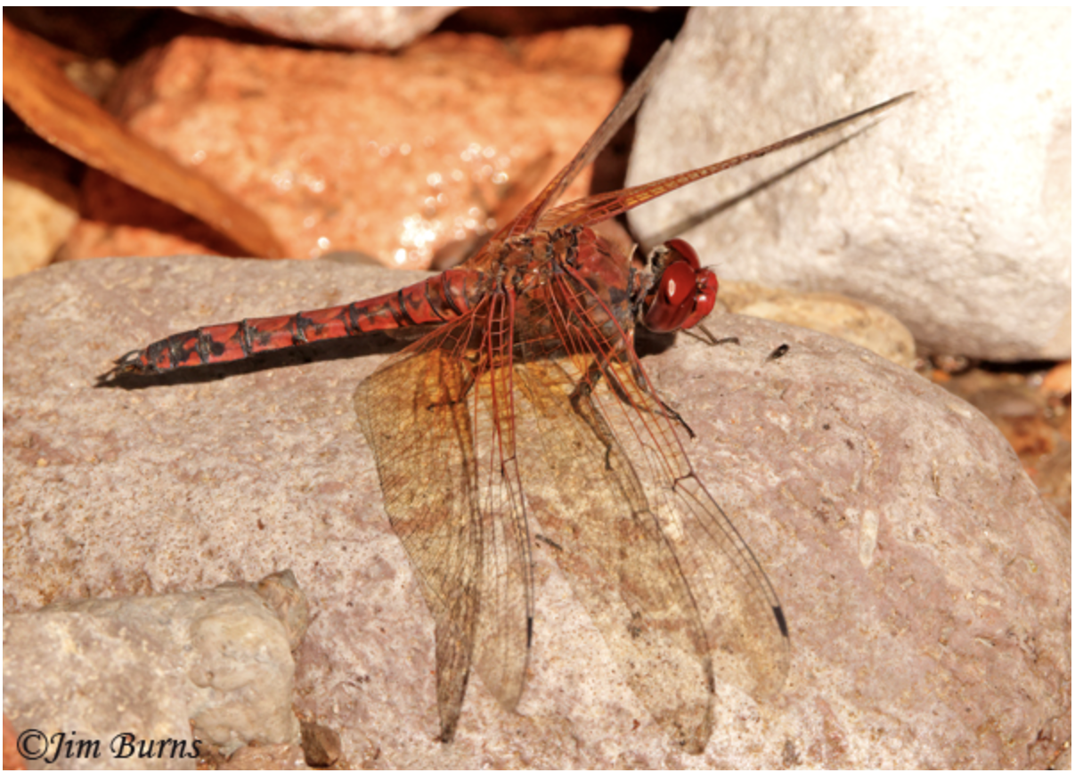 Species of the Month — Dragonfly Society of the Americas